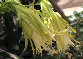 Supervisa la temperatura de la habitación. El Cultivo De La Pitahaya