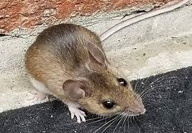 Mouse Proofing Faq Lakewood Exterminating