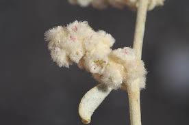 Image result for Aerva