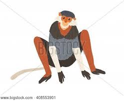 We did not find results for: Cute Red Shanked Douc Vector Photo Free Trial Bigstock