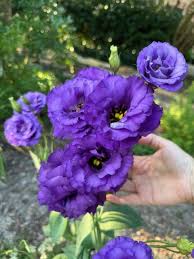 Image result for eustoma lisianthus in garden