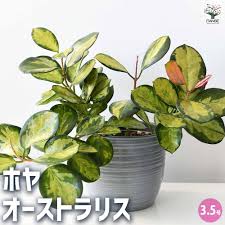 ホヤ オーストラリ ス