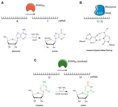 La saisie vocale n'est pas compatible avec ce navigateur. Ijms Free Full Text Rna Editing As A Therapeutic Approach For Retinal Gene Therapy Requiring Long Coding Sequences Html