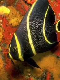 Black And Yellow Fish Saltwater Likefun Me Black And Yellow Color Combinations Angel Fish Saltwater Aquarium Aquarium Fish