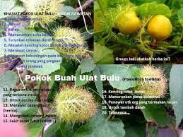 Produk herba resdung tok aki 2020. Khasiat Pokok Ulat Bulu Tengah Cari Resepi Orang Kampung Facebook