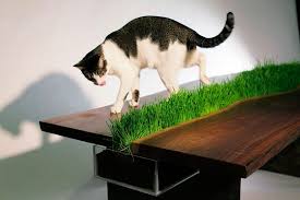 Cats on top of glass tables. 25 Really Cool Cat Furniture Design Ideas Every Cat Owner Needs