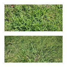 This weed killer is highly effective against dandelions and clover. Dealing With Dallisgrass Neil Sperry S Gardens