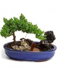 Pin By Kaye Dennan Home Business Ex On Bonsai Gardening Bonsai Garden Bonsai Tree Garden Bonsai Tree