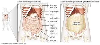 The ribcage is connected to the rest of the human. Abdominal Cavity Anatomy Britannica