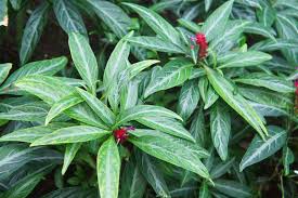 Image result for Justicia striata