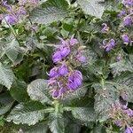 Image result for Brillantaisia owariensis