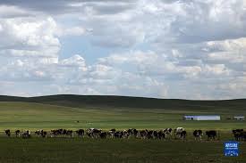 呼伦贝尔大草原夏日即景_光明网