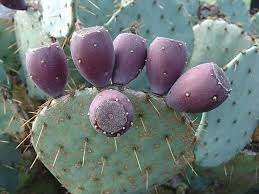 Allow the cutting to dry completely before positioning it in a. Bob Stewart On Twitter Some Cactus Not Only Have Beautiful Flowers They Also Have Attractive Fruit This Opuntia Orbiculata Is One Of The Biggest Cactus I Can Grow Outside Here In Maryland