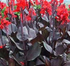 White calla lilies with variegated leaves. 1 Tropical Scarlet Red Canna Lily Variegated Bronze Exotic Foliage Bulb Rhizome Bulbs Roots Rhizomes Yard Garden Outdoor Living
