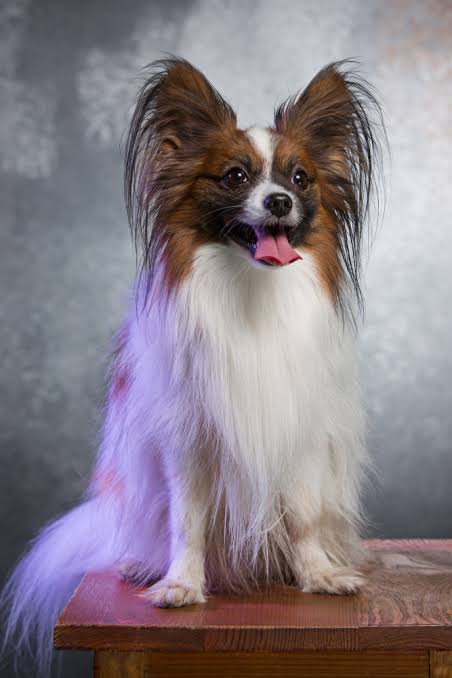 Papillon Breed Profile - Jordan Dog Training