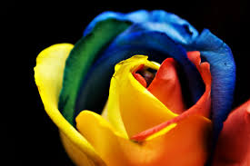 Download the perfect jpg pictures. File Rainbow Rose 3366550029 Jpg Wikipedia