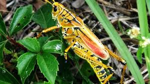 Maybe you would like to learn more about one of these? Eastern Lubber Is One Very Hungry Grasshopper