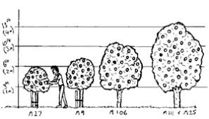 Stems that die back will likely resprout in spring and produce fruit on the new wood. Fruit Tree Propagation Appropedia The Sustainability Wiki