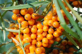 Как правильно высадить облепиху осенью: советы и рекомендации