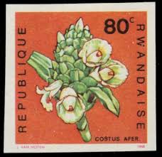 Image result for Costus afer