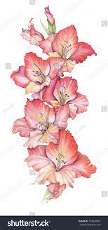 Ilustracion De Stock Sobre Watercolor Red Gladiolus Flower Drawing White 710949742 Flowers Drawin Flower Drawing Birth Flower Tattoos Realistic Flower Drawing