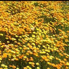 Image result for Dimorphotheca