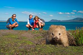 Image result for Common wombat