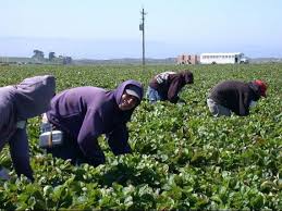 Categoriile de anunturi din locuri de munca suceava: Peste 2 000 De Locuri De MuncÄƒ Pentru Romani In Europa Spania CautÄƒ 1 000 De Agricultori Iar Olanda AngajeazÄƒ Muncitori In Sere Incont Stirileprotv Ro