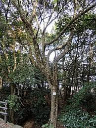 Image result for Actinodaphne