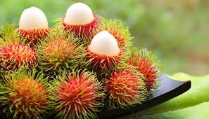 Manfaat daun rambutan telah dirasakan sejak dahulu kala. Segudang Manfaat Rambutan Dari Buah Sampai Akar Cantik Tempo Co