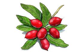 Image result for Synsepalum