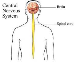It gathers information from all over the body and coordinates activity. What Is The Central Nervous System Socratic