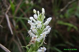 Image result for Habenaria zambesina