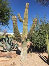 Browse our selection of 21 indulging spa resorts & hotels in henderson, nv. Ethel M Chocolates Cactus Garden 2 Cactus Garden Dr Henderson Nevada 89014 Hungryones Com