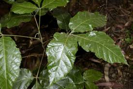 Image result for Allophylus ferrugineus