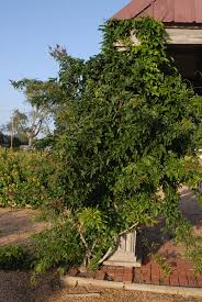 Maybe you would like to learn more about one of these? Wisteria Frutescens Amethyst Falls Amethyst Falls Wisteria North Carolina Extension Gardener Plant Toolbox