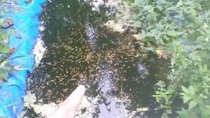 affmage source=ebay results=12″eggs artemia/affmage [affmage source=amazon. Raising Koi Fry Proven Step Wise Approach 2019