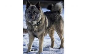 Image result for norský losí pes šedý