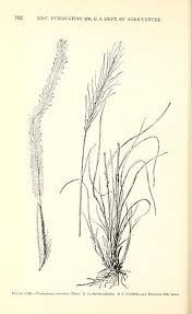 Image result for Trachypogon spicatus