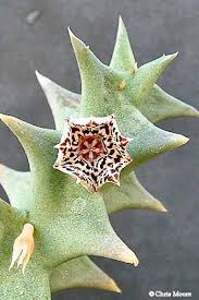 Image result for Orbea carnosa