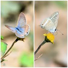 Image result for Oedina congdoniana