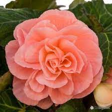 Pin Na Doske Begonias