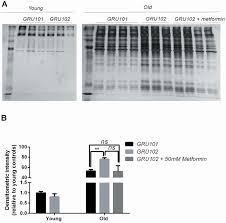 He is an actor, known for life of pi (2012), shi yue wei cheng (2009) and guan yun chang (2011). Metabolic Stress Is A Primary Pathogenic Event In Transgenic Caenorhabditis Elegans Expressing Pan Neuronal Human Amyloid Beta Elife
