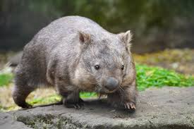 Image result for Common wombat