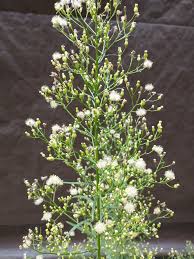 Image result for Conyza