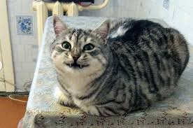 The snow kittens cutest cats and kittens kitty cats age chat winter cat snow pictures cat harness owning a cat. The Best Cat Posts From This Week August 23 2019