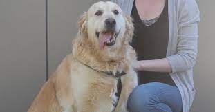 Maybe you would like to learn more about one of these? Honey The 7 Year Old Golden Retriever Pete The Vet