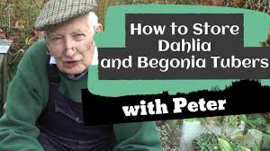 How to preserve sweet potatoes and white potatoes. How To Store Dahlia And Begonia Tubers Garden Ideas Peter Seabrook Youtube