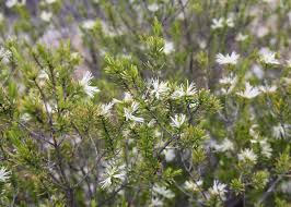 Image result for Picrodendraceae