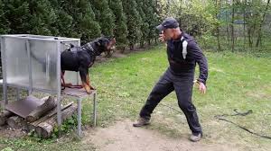 Consistency is key with training. Rottweiler Puppy Training Videos